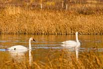 Trumpeter Swans Potter Marsh, Anchorage, Alsaka